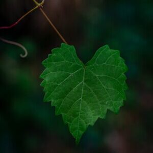 Group logo of Heart Shaped Life